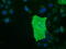 Butyrophilin Subfamily 1 Member A1 antibody, M11266, Boster Biological Technology, Immunofluorescence image 