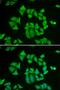 Glutathione S-transferase Mu 2 antibody, orb411597, Biorbyt, Immunofluorescence image 