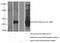 G protein-activated inward rectifier potassium channel 4 antibody, 18063-1-AP, Proteintech Group, Western Blot image 