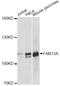 Family With Sequence Similarity 13 Member A antibody, A07079, Boster Biological Technology, Western Blot image 