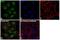 Enhancer Of Zeste 2 Polycomb Repressive Complex 2 Subunit antibody, MA5-18108, Invitrogen Antibodies, Immunofluorescence image 
