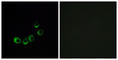 Olfactory receptor 10A5 antibody, abx015495, Abbexa, Western Blot image 