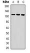 COP1 E3 Ubiquitin Ligase antibody, orb318901, Biorbyt, Western Blot image 