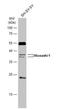 Musashi RNA Binding Protein 1 antibody, NBP1-32812, Novus Biologicals, Western Blot image 