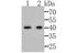 MHC Class I Polypeptide-Related Sequence B antibody, NBP2-76950, Novus Biologicals, Western Blot image 