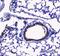 Probetacellulin antibody, PA5-78887, Invitrogen Antibodies, Immunohistochemistry paraffin image 