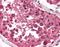Cell death regulator Aven antibody, orb86679, Biorbyt, Immunohistochemistry paraffin image 