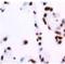 Nucleoporin 210 antibody, orb76638, Biorbyt, Immunohistochemistry paraffin image 