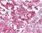Ubiquitin Specific Peptidase 20 antibody, 48-385, ProSci, Immunohistochemistry frozen image 