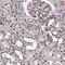 Zinc Finger Protein 607 antibody, PA5-63052, Invitrogen Antibodies, Immunohistochemistry frozen image 
