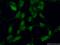 Inhibitor Of Growth Family Member 2 antibody, 11560-1-AP, Proteintech Group, Immunofluorescence image 