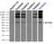 Large neutral amino acids transporter small subunit 2 antibody, TA500632, Origene, Immunoprecipitation image 