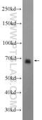 Spindle Apparatus Coiled-Coil Protein 1 antibody, 24689-1-AP, Proteintech Group, Western Blot image 