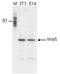 WD Repeat Domain 5 antibody, TA347312, Origene, Western Blot image 