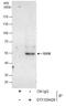 SS18 Subunit Of BAF Chromatin Remodeling Complex antibody, GTX129428, GeneTex, Immunoprecipitation image 