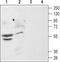 CD184 antibody, TA328628, Origene, Western Blot image 