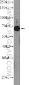 RAPH1 antibody, 25750-1-AP, Proteintech Group, Western Blot image 