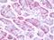 Crumbs homolog 1 antibody, orb179047, Biorbyt, Immunohistochemistry paraffin image 