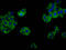 G Protein-Coupled Receptor 52 antibody, LS-C680546, Lifespan Biosciences, Immunofluorescence image 