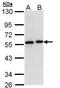 NCA antibody, PA5-29552, Invitrogen Antibodies, Western Blot image 