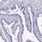 Spermatid nuclear transition protein 1 antibody, PA5-60696, Invitrogen Antibodies, Immunohistochemistry frozen image 