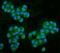 Mannose Phosphate Isomerase antibody, M00175-2, Boster Biological Technology, Immunofluorescence image 