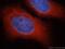 RelA-associated inhibitor antibody, 18590-1-AP, Proteintech Group, Immunofluorescence image 