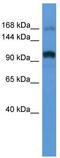 Rho/Rac Guanine Nucleotide Exchange Factor 2 antibody, TA342688, Origene, Western Blot image 
