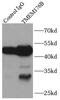Transmembrane Protein 176B antibody, FNab08762, FineTest, Immunoprecipitation image 