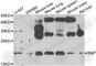 Bcl2 Modifying Factor antibody, A5796, ABclonal Technology, Western Blot image 