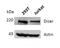 Histone Cluster 3 H3 antibody, orb229078, Biorbyt, Western Blot image 
