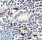 T Cell Immunoreceptor With Ig And ITIM Domains antibody, TA355121, Origene, Immunohistochemistry frozen image 