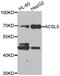 Long-chain-fatty-acid--CoA ligase 5 antibody, abx007129, Abbexa, Western Blot image 