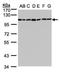 G2an antibody, PA5-21431, Invitrogen Antibodies, Western Blot image 