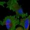Kinetochore-associated protein 1 antibody, NBP1-83032, Novus Biologicals, Immunocytochemistry image 