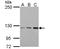 Tyrosine Kinase With Immunoglobulin Like And EGF Like Domains 1 antibody, NBP2-20635, Novus Biologicals, Western Blot image 