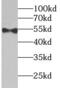 hRap1 antibody, FNab08599, FineTest, Western Blot image 