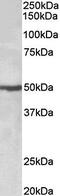 Eukaryotic Translation Elongation Factor 1 Alpha 2 antibody, orb167687, Biorbyt, Western Blot image 