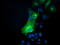 Synaptosome Associated Protein 25 antibody, TA502967, Origene, Immunofluorescence image 