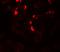 GLIPR1 Like 1 antibody, LS-B10181, Lifespan Biosciences, Immunofluorescence image 