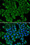 Regenerating Family Member 3 Gamma antibody, 18-531, ProSci, Immunofluorescence image 