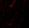 Nicalin antibody, 6789, ProSci, Immunofluorescence image 