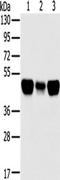 Ro52 antibody, TA350447, Origene, Western Blot image 