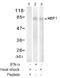 Heat Shock Transcription Factor 1 antibody, AP02716PU-N, Origene, Western Blot image 