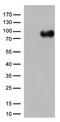 Platelet glycoprotein 4 antibody, TA500954BM, Origene, Western Blot image 