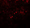 Sterol Regulatory Element Binding Transcription Factor 1 antibody, 7853, ProSci Inc, Immunofluorescence image 