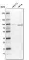 NAF-1 antibody, HPA037893, Atlas Antibodies, Western Blot image 
