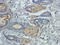 Claudin 1 antibody, orb10447, Biorbyt, Immunohistochemistry paraffin image 