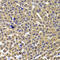 AT-Rich Interaction Domain 3A antibody, 23-092, ProSci, Immunohistochemistry frozen image 