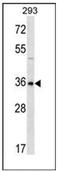 Homeobox protein GBX-1 antibody, AP51794PU-N, Origene, Western Blot image 